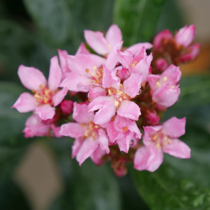 La Vida Grande™ Indian Hawthorn 5 La Vida Grande™ Indian Hawthorn - Image 3