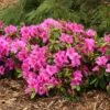 Bloom-A-Thon® Lavender Reblooming Azalea -Great Garden Plants Rhododendron Bloom A Thon Lavender 1 P b7b31ee5 bb79 406d b7ff 447056c2271e sw