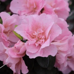 Perfecto Mundo® Double Pink Reblooming Azalea 10 Perfecto Mundo® Double Pink Reblooming Azalea -Great Garden Plants RhododendronPerfectoMundoDoublePinkIMG 0790 800x800 aae2838