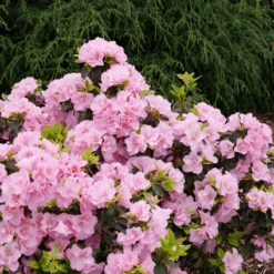 Perfecto Mundo® Double Pink Reblooming Azalea 11 Perfecto Mundo® Double Pink Reblooming Azalea -Great Garden Plants RhododendronPerfectoMundoDoublePinkP1037880 800x800 cf84c72