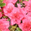 Perfecto Mundo® Epic Coral™ Reblooming Azalea -Great Garden Plants RhododendronPerfectoMundoEpicCoralIMG 0516 800x800 9689f15