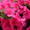 Perfecto Mundo Epic Pink™Reblooming Azalea -Great Garden Plants RhododendronPerfectoMundoEpicPinkIMG 0723 800x800 ea57dd0
