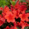 Perfecto Mundo® Orange Reblooming Azalea -Great Garden Plants RhododendronPerfectoMundoOrangeP1093749 800x800 5c743a9 1