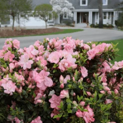 Perfecto Mundo Pink Carpet™Reblooming Azalea -Great Garden Plants RhododendronPerfectoMundoPinkCarpetIMG 0631 800x800 0ea7d29