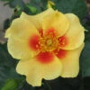 Ringo® Rose -Great Garden Plants Rosa Ringo 1 P