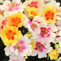 Ringo® Rose -Great Garden Plants Rosa Ringo 2 P