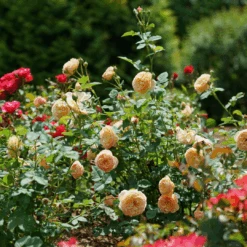 Flavorette™ Honey-Apricot Rose 9 Flavorette™ Honey-Apricot Rose -Great Garden Plants RosaFlavoretteApricot HoneyDSC04297 1080x1080 3345916