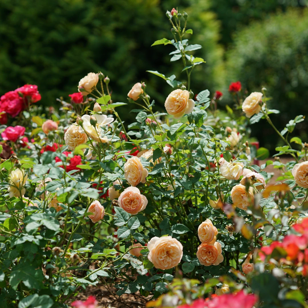 Flavorette™ Honey-Apricot Rose 5 Flavorette™ Honey-Apricot Rose - Image 3