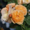 Flavorette™ Honey-Apricot Rose