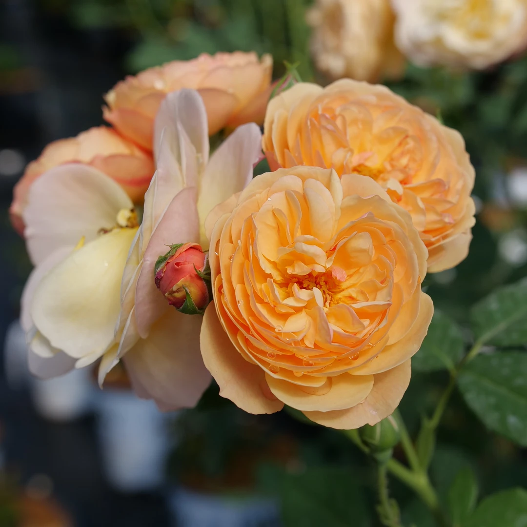 Flavorette™ Honey-Apricot Rose 3 Flavorette™ Honey-Apricot Rose
