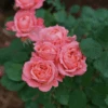 Reminiscent™ Coral Rose 1 Reminiscent™ Coral Rose -Great Garden Plants RosaReminiscentCoralDSC04183 800x800 1aecebf