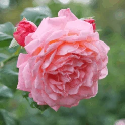 Reminiscent™ Coral Rose -Great Garden Plants RosaReminiscentCoralP1105802 800x800 ee6c0f8