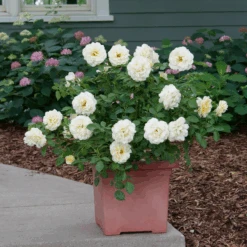Reminiscent™ Crema Rose -Great Garden Plants RosaReminiscentCremaP1072050 800x800 861f9b3