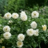 Reminiscent™ Crema Rose -Great Garden Plants RosaReminiscentCremaP1072057 800x800 aa30ab0