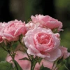 Reminiscent™ Pink Rose -Great Garden Plants RosaReminiscentPinkP1071862 800x800 ffeac07