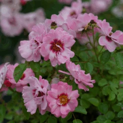 Ringo® Double Pink Rose 7 Ringo® Double Pink Rose -Great Garden Plants RosaRingoDoublePinkDSC01699 800x800 8ae49e3