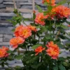 Rise Up Emberays™ Climbing Rose -Great Garden Plants RosaRiseUpEmberaysP1184651 1080x1080 4ad4f3d