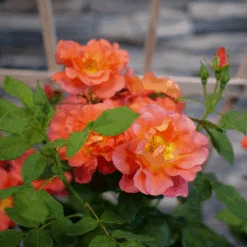 Rise Up Emberays™ Climbing Rose -Great Garden Plants RosaRiseUpEmberaysP1184660 1080x1080 c37d544