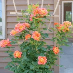 Rise Up Emberays™ Climbing Rose -Great Garden Plants RosaRiseUpEmberaysP1184672 1080x1080 5f6a7b4