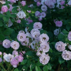 Rise Up Lilac Days™ Climbing Rose 9 Rise Up Lilac Days™ Climbing Rose -Great Garden Plants RosaRiseUpLilacDaysDSC07015 800x800 ccb5c78