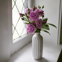 Rise Up Lilac Days™ Climbing Rose 10 Rise Up Lilac Days™ Climbing Rose -Great Garden Plants RosaRiseUpLilacDaysP1173972 800x800 2fcb2d6