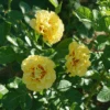 Rise Up™ Ringo® Climbing Rose -Great Garden Plants RosaRiseUpRingoDSC06986 800x800 5804069