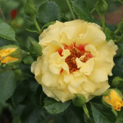 Rise Up™ Ringo® Climbing Rose -Great Garden Plants RosaRiseUpRingoIMG 1573 800x800 ee828f9