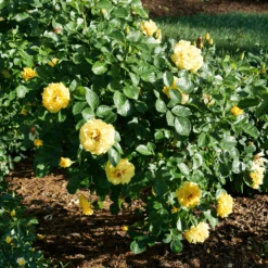 Rise Up™ Ringo® Climbing Rose -Great Garden Plants RosaRiseUpRingoP1002576 800x800 872e10a
