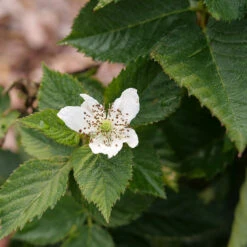 Taste Of Heaven™ Blackberry 9 Taste Of Heaven™ Blackberry -Great Garden Plants Rubus Taste of Heaven P1238088