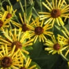 'Henry Eilers' Sweet Coneflower (Rudbeckia) -Great Garden Plants Rud subt HenryEilers Flw 12