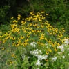 Brown-Eyed Susan (Rudbeckia) -Great Garden Plants Rudbeckia triloba 6 4 300 Copy
