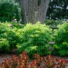 Lemony Lace® Elderberry 2 Lemony Lace® Elderberry -Great Garden Plants Sambucus Lemony Lace 1 P
