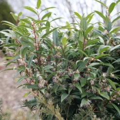 Sweet & Lo™ Sweet Box -Great Garden Plants SarcococcaSweetLoP1150870 1080x1080 9ba8878