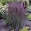 Prairie Winds® 'Blue Paradise' Bluestem Grass 1 Prairie Winds® 'Blue Paradise' Bluestem Grass -Great Garden Plants Schizachyriumscoparium BlueParadise PP28145CPBR56500000highres sw