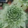 'Hopewell' Hens & Chicks -Great Garden Plants Sempervivum Hopewell 1 sw
