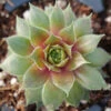 'Kalinda' Hens & Chicks -Great Garden Plants Sempervivum Kalinda 1 P