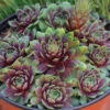 'Ruby Heart' Hens & Chicks 2 'Ruby Heart' Hens & Chicks -Great Garden Plants Sempervivum Ruby Heart 1 P