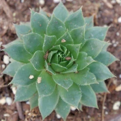 'Sunset' Hens & Chicks