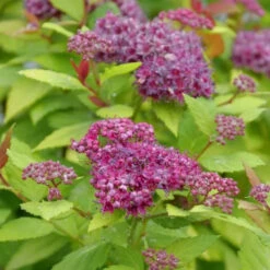 Double Play® Dolly™ Spirea 8 Double Play® Dolly™ Spirea -Great Garden Plants SideviewofthefluffyflowersonDoublePl