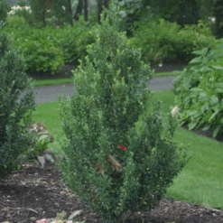 Sky Box® Japanese Holly