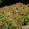 Double Play® Gold Spirea 2 Double Play® Gold Spirea -Great Garden Plants Spiraea Double Play Gold 1 P sw