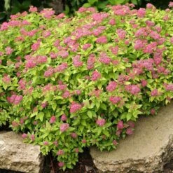 Double Play® Gold Spirea -Great Garden Plants Spiraea Double Play Gold 2 P sw