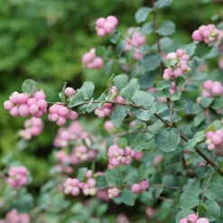 Proud Berry® Coralberry -Great Garden Plants Symphoricarpos Proud Berry 2