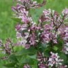 Baby Kim® Lilac -Great Garden Plants Syringa Baby Kim 1 11c8a80d 7d9c 4fe0 aa97 0dc641a7fca0 sw