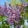 Scentara® Double Blue Lilac -Great Garden Plants Syringa Scentara Double Blue 1 P
