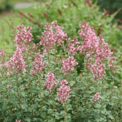 Bloomerang Ballet™ Lilac 9 Bloomerang Ballet™ Lilac -Great Garden Plants SyringaBloomerangBalletDSC09293 800x800 2c8697a