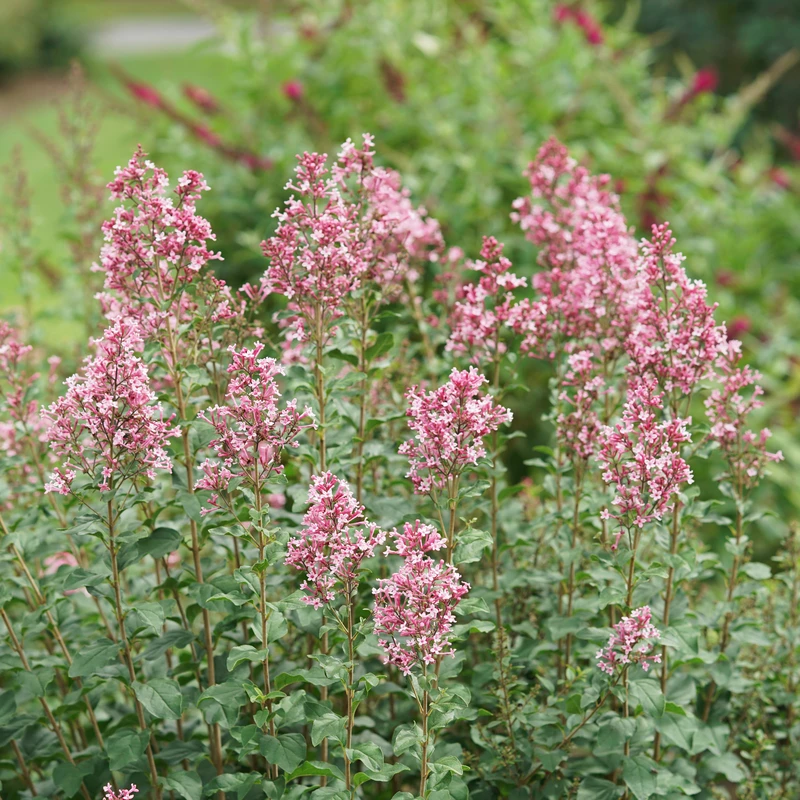 Bloomerang Ballet™ Lilac 4 Bloomerang Ballet™ Lilac - Image 2