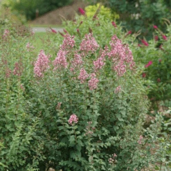 Bloomerang Ballet™ Lilac 10 Bloomerang Ballet™ Lilac -Great Garden Plants SyringaBloomerangBalletDSC09297 800x800 17c1303