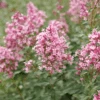 Bloomerang Ballet™ Lilac -Great Garden Plants SyringaBloomerangBalletP1228479 800x800 705fbb9