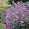 Bloomerang® Dark Purple Reblooming Lilac -Great Garden Plants SyringaBloomerangDarkPurpleDSC02991 800x800 3460ea0